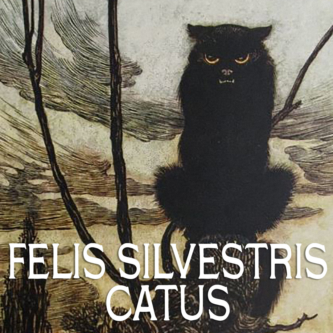 Felis Silvestris Catus