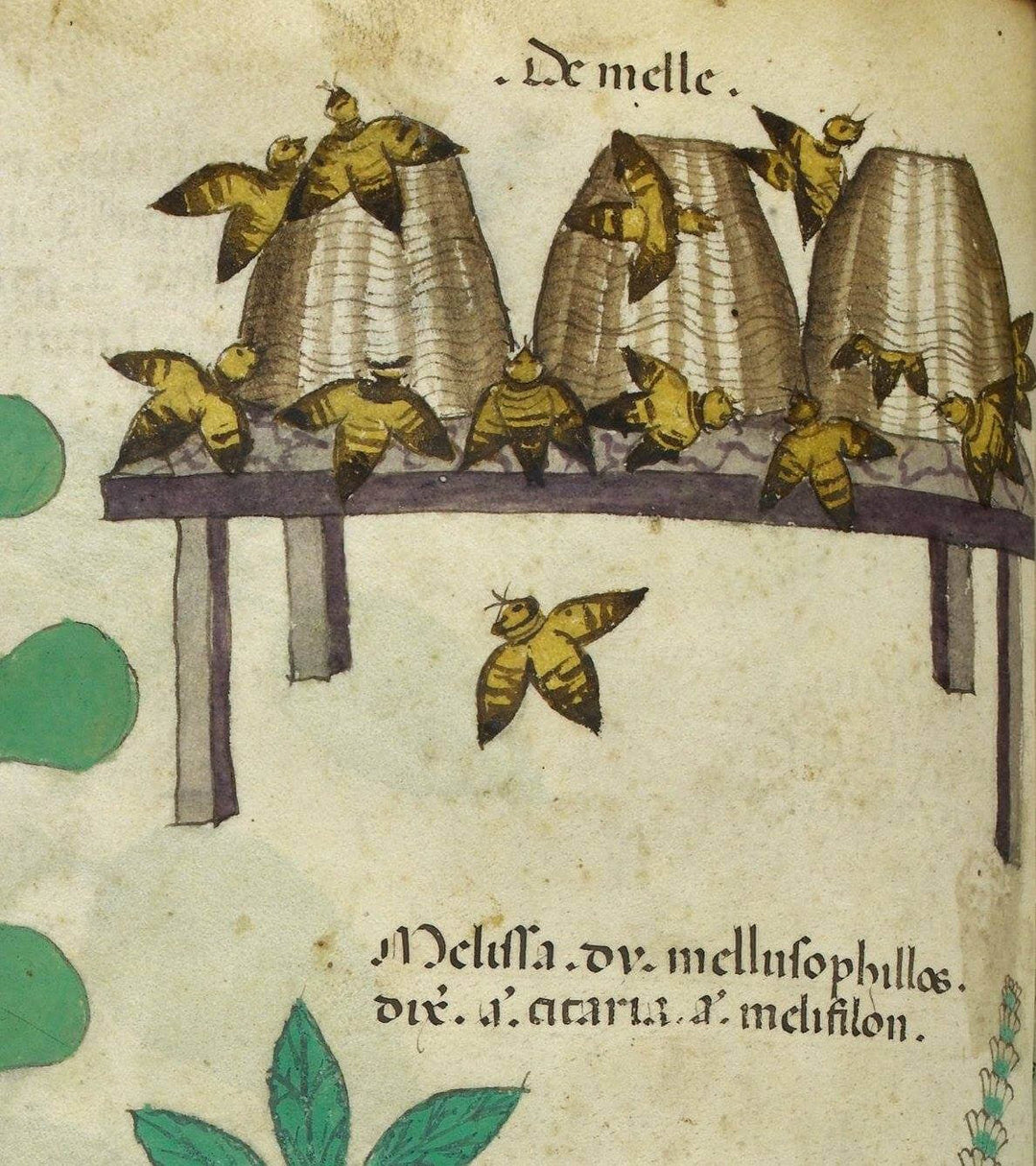 Honey Pot