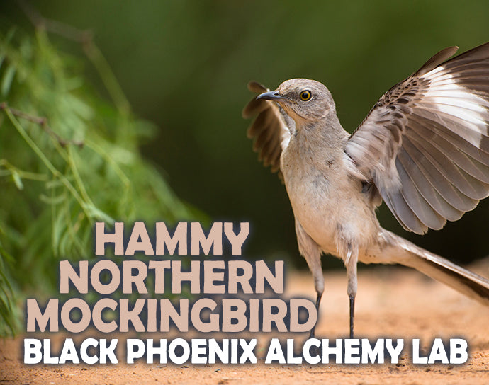 Hammy Northern Mockingbird Perfume Oil