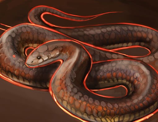 Australian Copperhead Perfume Oil