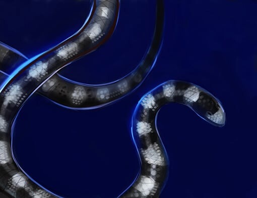 Banded Sea Snake Perfume Oil
