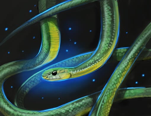 Boomslang Perfume Oil
