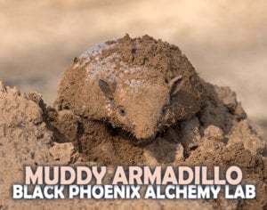 a photo of a muddy armadillo