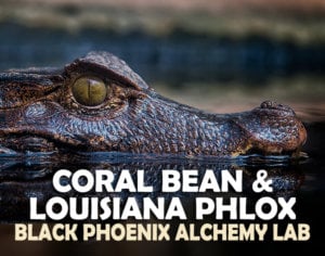 Coral Bean and Louisiana Phlox Label Art
