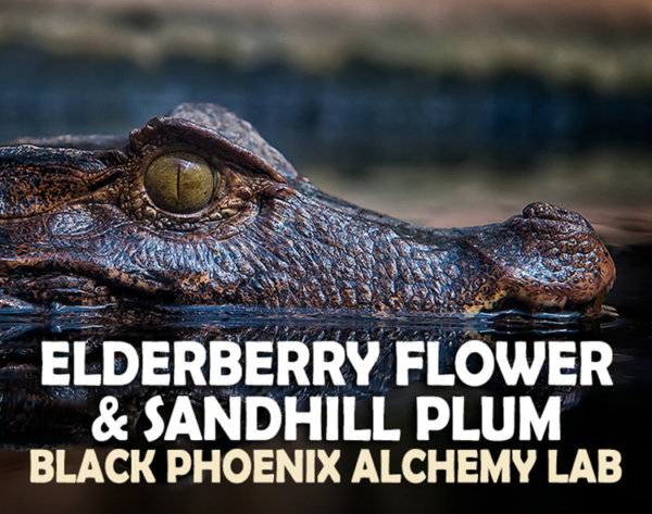 Elderberry Flower and Sandhill Plum Label Art