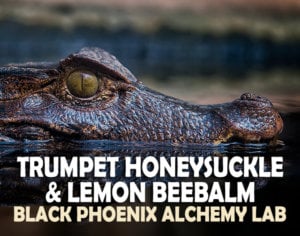 Trumpet Honeysuckle & Lemon Beebalm Label Art