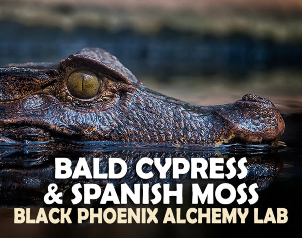 Bald Cypress and Spanish Moss Label Art