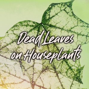 dead leaves on houseplants
