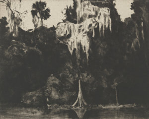 Illustration of a ghost cypress