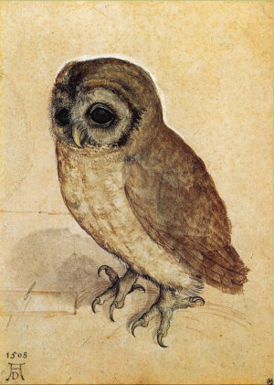 The Little Owl by Albrecht Durer