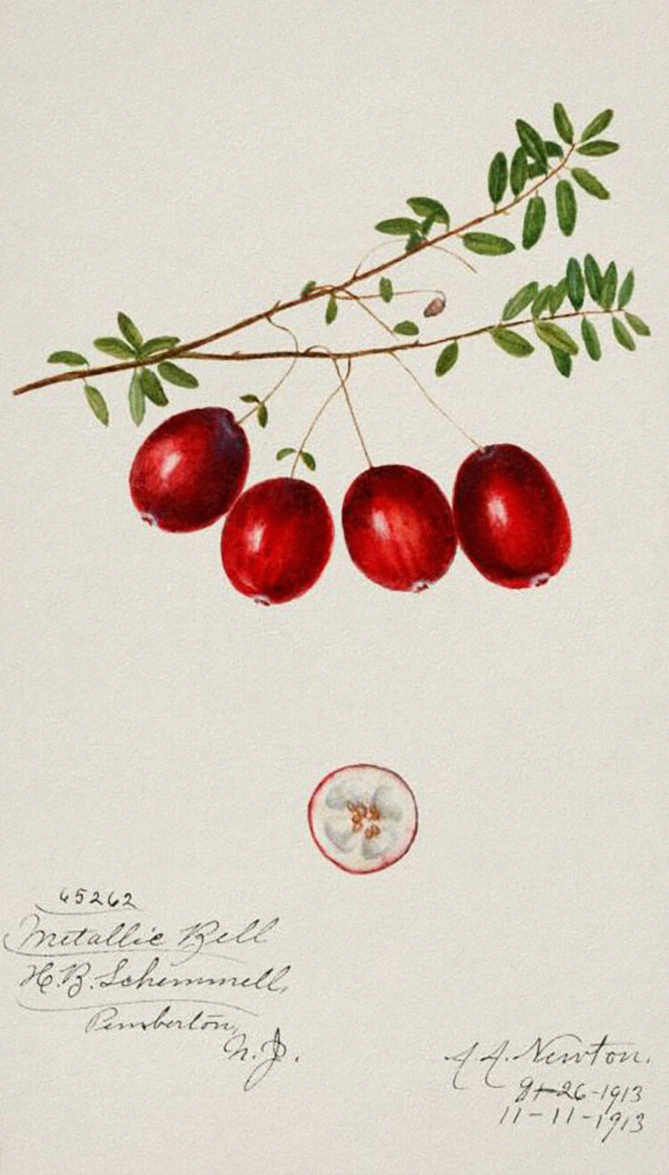 Cranberry Image