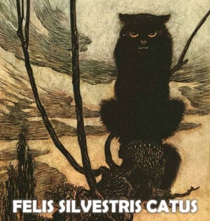 Felis Silvestris Catus