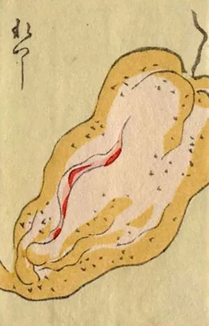 lychee vulva