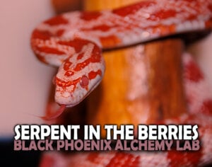 serpent in the berries