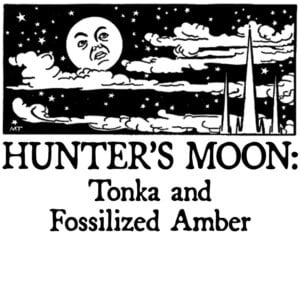 tonka and fossilized amber