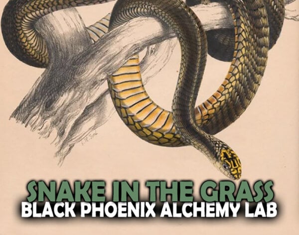 snake in the grass