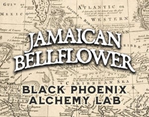 jamaican bellflower